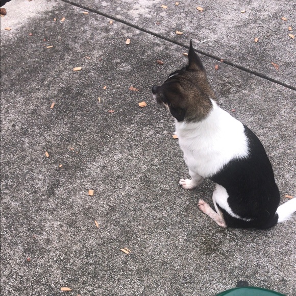 Meet your Posher, Darling - Picture 1 of 1